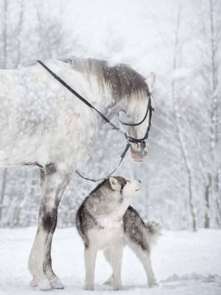 Paard&hond winter groter