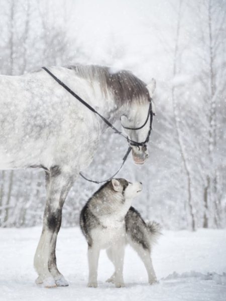 Paard&hond winter
